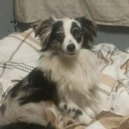 Vega - Toy Australian Shepherd