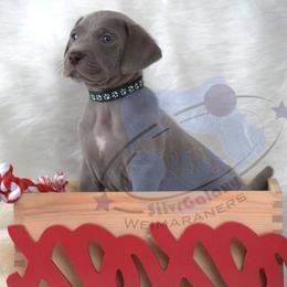 Green collar Boy - Silver gray male Weimaraner puppy in Alexandria, Virginia from Silvr Galaxy Weimaraners