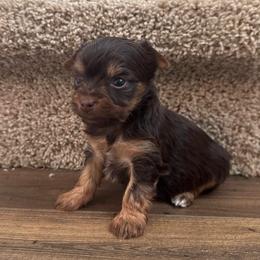 Hazel - Chocolate and tan female Yorkshire Terrier puppy in Knoxville, Tennessee from Rainbow Bliss Yorkies