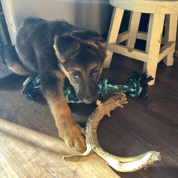 German Shepherd Puppies from Segen Von Gott German Shepherd’s