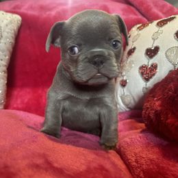 French Bulldog Puppies from Fancy Frenchies