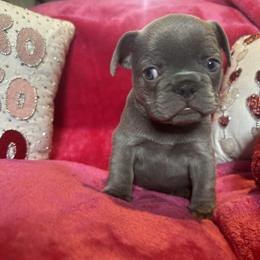 French Bulldog Puppies from Fancy Frenchies