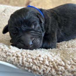 Blue male - Tiger male Perro de Presa Canario puppy in Holland, Ohio from Lykaios Kennels