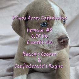 FEMALE  - 3 - Yellow merle female Catahoula Leopard Dog puppy in Perry, Florida from O'Leos' Acres Catahoulas
