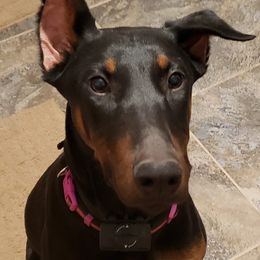 Doberman Pinschers from Brenda Snider