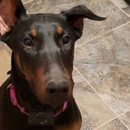 Doberman Pinschers from Brenda Snider