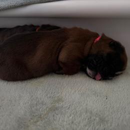 Pink collar - Brindle female Boxer puppy in Rochester, Washington from Holly's Boxers of Rochester