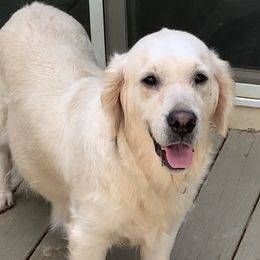 Lady - Golden Retriever