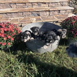 Miniature Schnauzer Puppies from Whistling Dixie Schnauzers