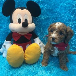 Buddy - Red male Cavapoo puppy in Taft, Tennessee from Knight Pups