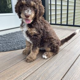 Roxy - Tri-color female Bernedoodle puppy in Holtwood, Pennsylvania from Country Ridge Puppies