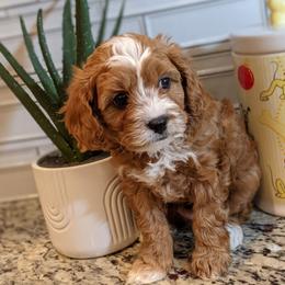 Bobby - Red male Cavapoo puppy in Caldwell, Idaho from Terrace Cav's