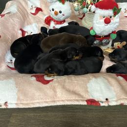 Girl 6 - Black and rust female Doberman Pinscher puppy in Elgin, Texas from New Horizons Kennels