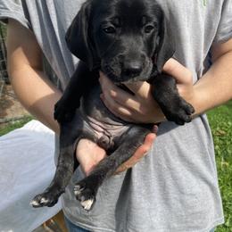 Mountain Cur Puppies from Walnut Ridge Mountain Curs
