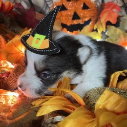 American Corgi and Pembroke Welsh Corgi Puppies from Cascadian Space Coast Corgis LLC