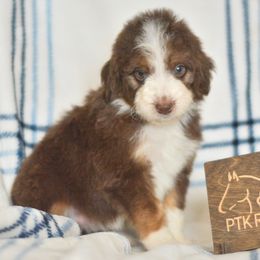 Birdo - Red tri-color female Aussiedoodle puppy in Delta, Colorado from PTK Ranch