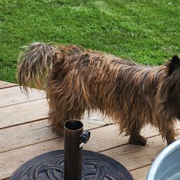 Roodi - Cairn Terrier