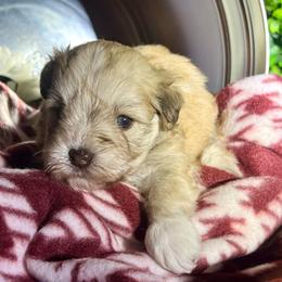 Lyric - Wheaten female Miniature Schnauzer puppy in Menifee, California from Moonshine’s Minis