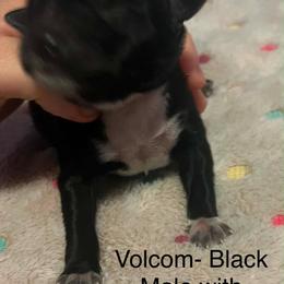 Volcom - male Sporty Mix puppy in Richland, Michigan from Seay's Sporty Mixes