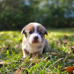 Blue Boy - Sable male American Corgi puppy in Tallahassee, Florida from Koko's Korgis