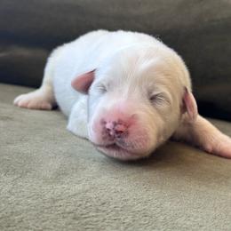 Boy 3 - White male Great Pyrenees puppy in San Diego, California from McCarthy Ranchette LLC