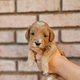 Red - Apricot female Goldendoodle puppy in Prattville, Alabama from Jericho Junction Doodles and Poodles