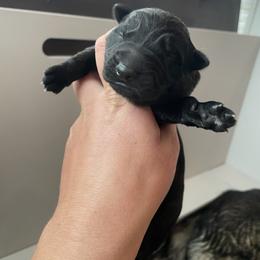 Blue collar - Black male German Shepherd puppy in Pahrump, Nevada from Wachhund Kennels