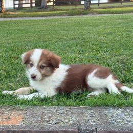 Shayne - Sable male Border Collie puppy in Chattanooga, Tennessee from Ross Vegas Kennels