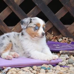 Border Collie, English Setter, and Miniature American Shepherd Puppies from First Harmony Farms