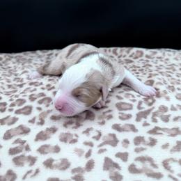 Boy 4 - Red merle male Miniature Australian Shepherd puppy in Arcadia, Indiana from Sunset Cowgirl Mini Aussies