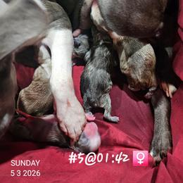Girl 3 - Blue female Boston Terrier puppy in Versailles, Indiana from Benhams Bostons