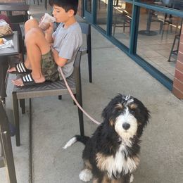 Bernedoodle Puppies from Beary Sweet Doodles