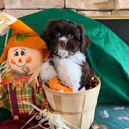 Jamison - Brown and white male Cockapoo puppy in Holton, Indiana from MoonShine Babies / OZ