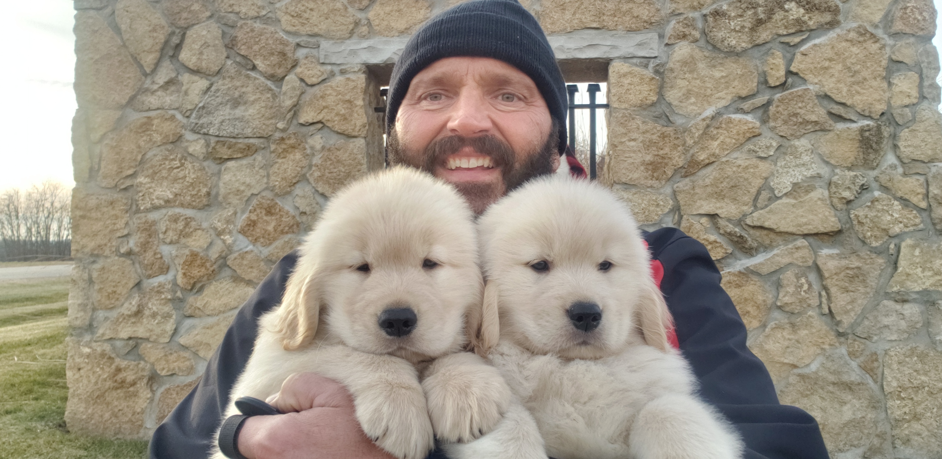 Golden Retriever Puppies from SUN-GOLDEN KENNELS