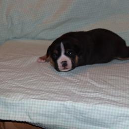Girl 4 - Chocolate tri-color female American Bully puppy in Dixon, Kentucky from Haymaker Bully Camp