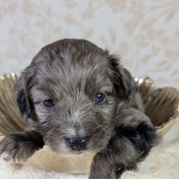 Aussiedoodle Puppies from The Cuddly Dood Ranch