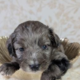 Aussiedoodle Puppies from The Cuddly Dood Ranch