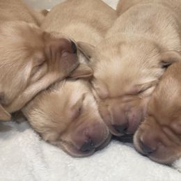 Labrador Retriever puppies from Green Mountain Labradors