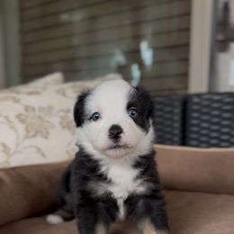 Zion - Black tri female Miniature Australian Shepherd puppy in Queen Creek, Arizona from Arizona Aussies