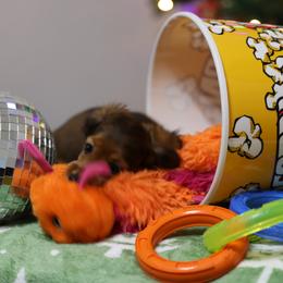 Dachshund puppies from Avignon