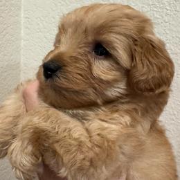 Red girl 2 - Wheaten female Miniature Schnauzer puppy in Pflugerville, Texas from K&K Precious Tx schnauzers