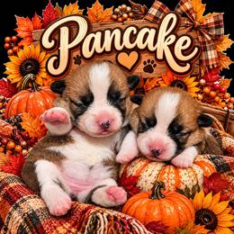 Pancake - White and red female Pembroke Welsh Corgi puppy in Berkeley Springs, West Virginia from Hummingbird Farm