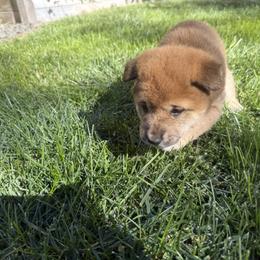 Shiba Inu Puppies from Anko Shibas