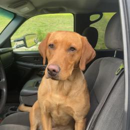Maple - Labrador Retriever