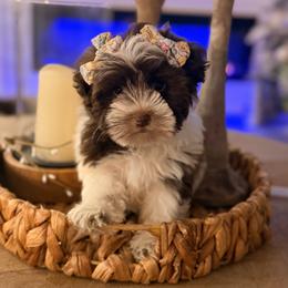 Nala - Liver female Miniature Schnauzer puppy in Orange City, Florida from Xaysha’s Miniature Schnauzers