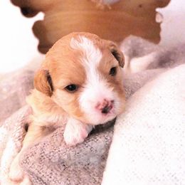 Goldendoodle Puppies from Dancing Mini Doodles
