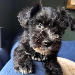 Cabernet Black Tux See video - Black male Miniature Schnauzer puppy in Temple, Texas from Schnauzers Of Taylor