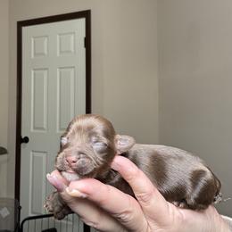 Preston - Chocolate, tan and white male Yorkshire Terrier puppy in Cleveland, Tennessee from Simply Southern Yorkies