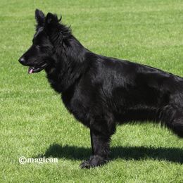 Bali - German Shepherd