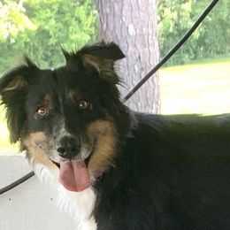 Aussiedoodles from Hearth&Hound Doodles